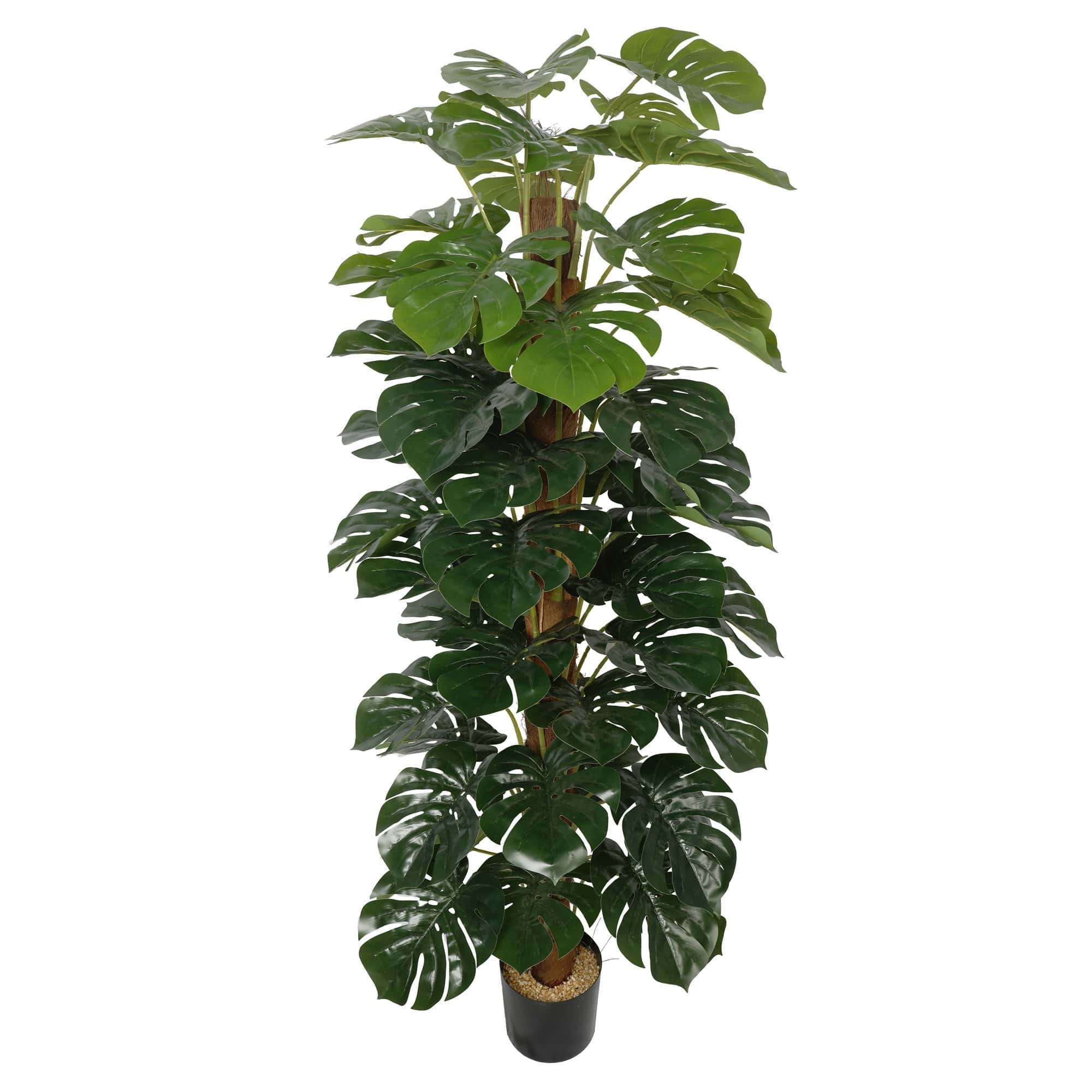 artificial-money-plant-monstera-with-decorative-pot-180cm-673817.jpg