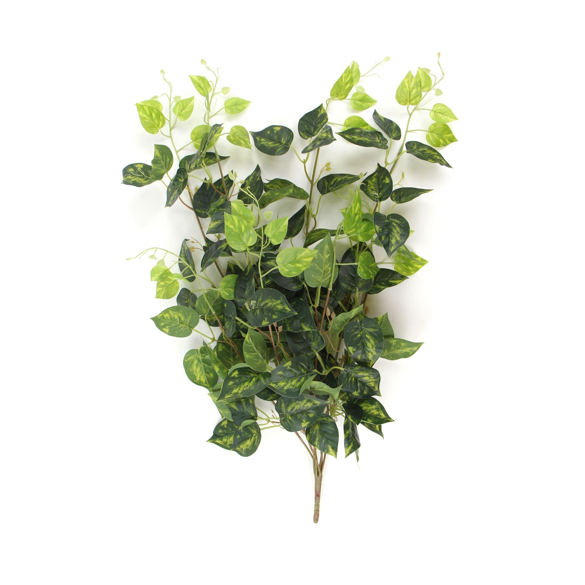 heart-leaf-philodendron-hanging-creeper-bush-78cm-653131.jpg