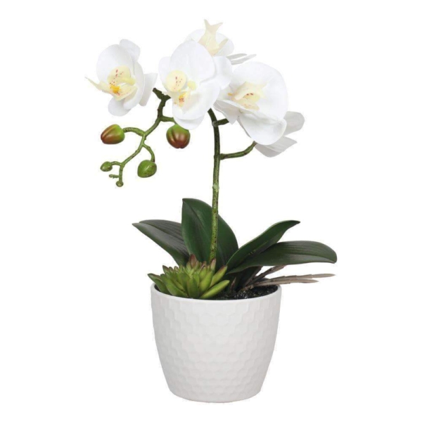 potted-single-stem-white-phalaenopsis-orchid-with-decorative-pot-35cm-752579.jpg